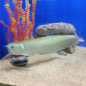 buy Arowana in Dibrugarh at reasonable price