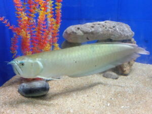 buy Arowana in Dibrugarh at reasonable price