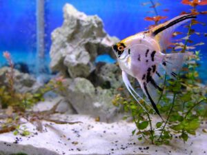 Angel Fish Available At Aqua Pets Dibrugarh