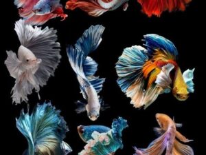 Fullmoon Imported Betta Fish Available at AQUA PETS DIBRUGARH