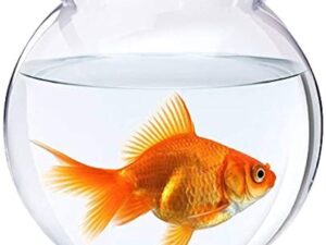 Fish Bowl Available at Aqua Pets Dibrugarh