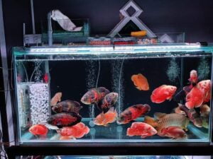 Oscar Fish Varieties & Care for Oscar Fish