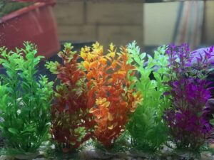 At Aqua Pets different sizes  and varieties of Plastic Plants are available.