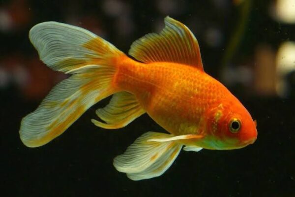 Bright Colour Gold Fish for Aquarium Available at Aqua Pets Dibrugarh