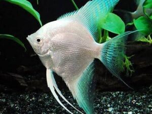 Platinum Angel Fish Available at Aqua Pets Dibrugarh