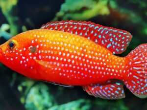 Healthy Red Jewel Chiclid Fish Available at Aqua Pets Dibrugarh