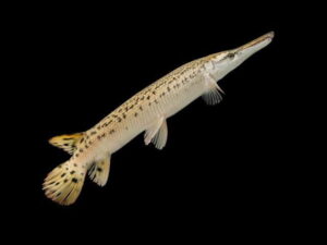 Alligator Gar available at Aqua Pets Dibrugarh