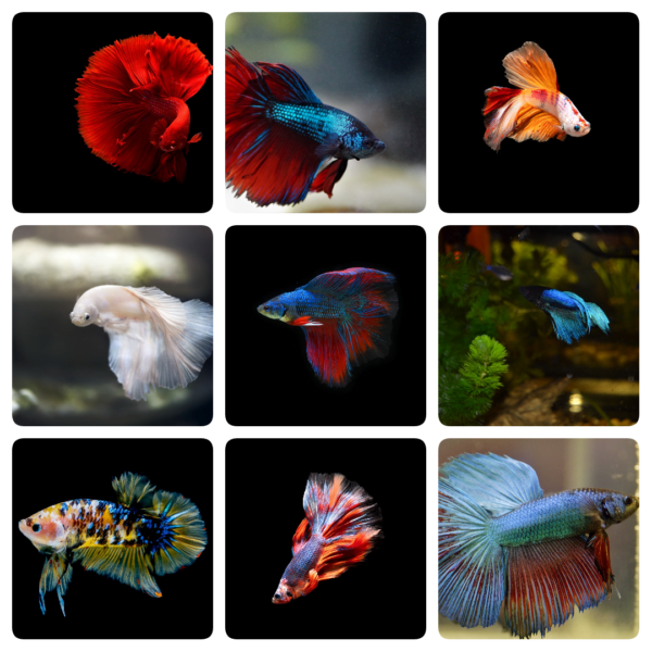 Fullmoon Imported Betta Fish Available at AQUA PETS DIBRUGARH