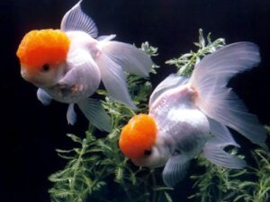 Imported Redcap Oranda Gold Fish Available at Aqua Pets Dibrugarh