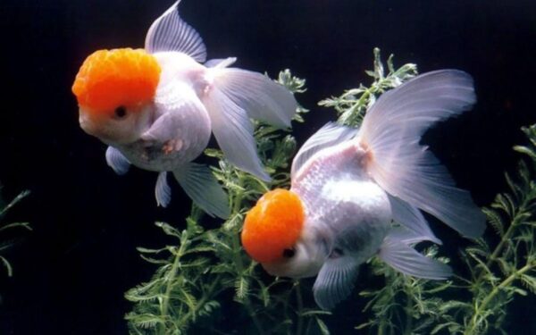 Imported Redcap Oranda Gold Fish Available at Aqua Pets Dibrugarh