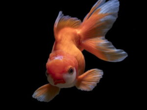 Superb Quality Oranda Gold Fish Available at Aqua Pets Dibrugarh