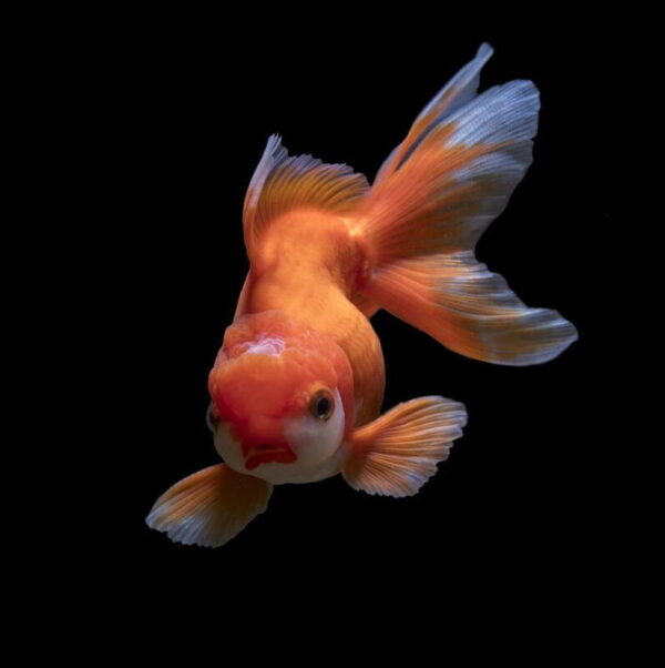 Superb Quality Oranda Gold Fish Available at Aqua Pets Dibrugarh