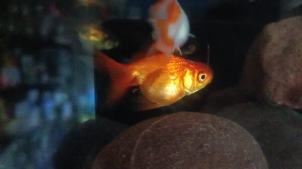 Goldfish - Image 2