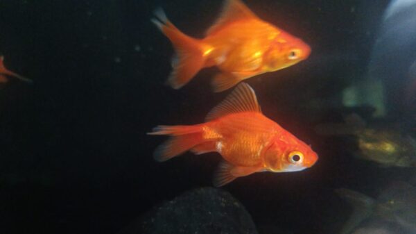 Goldfish