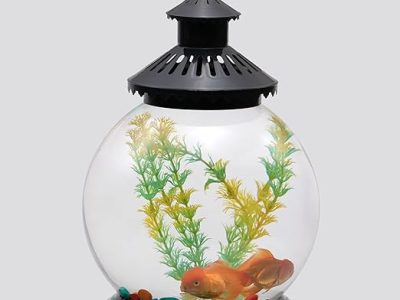 Extra Large Fish Bowl Combo with Gold Fish Available at Aqua Pets Dibrugarh