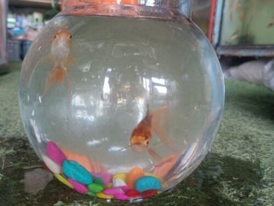 Fish Bowl Combo at only 349 available only at Aqua Pets Dibrugarh